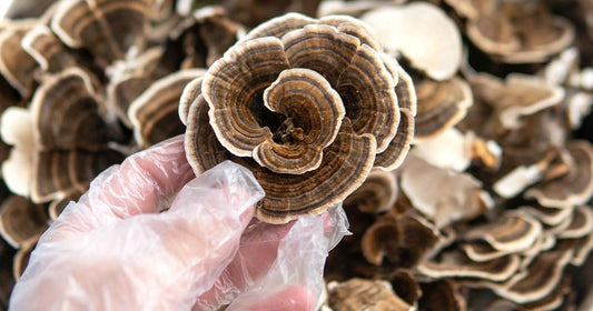 Turkey Tail Mushroom - Enhance Your Immunity