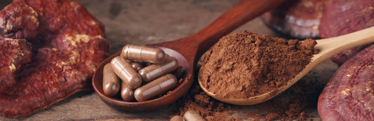 Where Do We Source Our Mushroom Extract From?