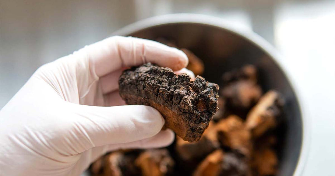 Chaga Mushroom - A Healthier You Inside & Out