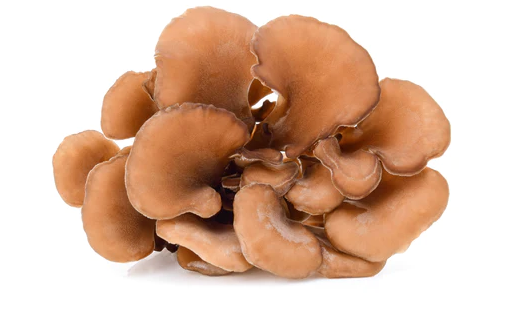 Maitake - The Hen of the Woods Mushroom