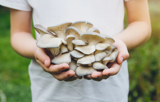 Oyster Mushrooms & Their Vast Array of Benefits
